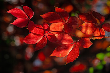 Dark red leaves. Autumn natural wallpaper. Virginia creeper leaves.  Autumn colors, Parthenocissus...