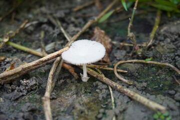 A mushroom identified as likely belonging to the Leucocoprinus genus has been found in the moist...