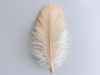 Soft and delicate feather against a plain background