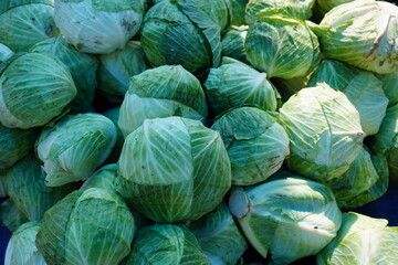 Obraz premium Fresh cabbages are stored in the market