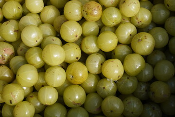 Fresh raw Amla the medicinal fruit in close up 