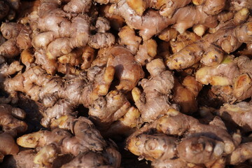 The gingers are stored in the vegetable store directly from the agricultural field 