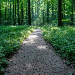 Serene forest path through lush green woodland