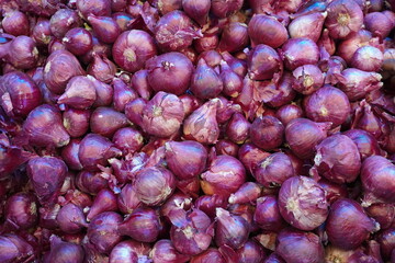Fresh onions direct from the agricultural field