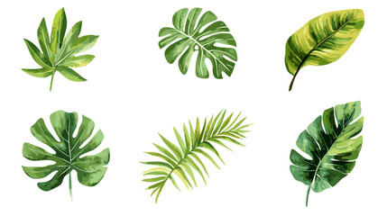 Set of hand drawn watercolor tropical monstera leaves and palm, fern fronds vector illustration on a transparent background png