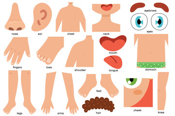 Body parts collection in cartoon style for kids. Set with human body elements. Anatomy or biology educational clipart. Vector illustration