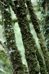 branches entourées de lichen