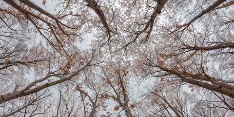 Fototapeta premium Tree Branches Covered in Pink Cherry Blossoms Against a Clear Sky