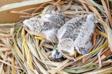 A baby white falcon Black-winged Kite was lost from its nest due to a storm and is awaiting transfer to a nursery.