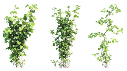 Set of small green ivy vines isolated on transparent background