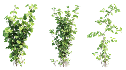 Set of small green ivy vines isolated on transparent background