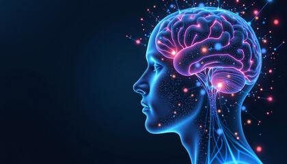 Human Brain Anatomy - Detailed Illustration