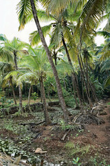 Lush Greenery - The Jungle of Gokarna