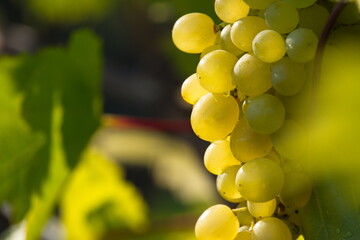 Growing bunch of grapes. Bunch of grapes on the vine in the sun. Berries close-up.