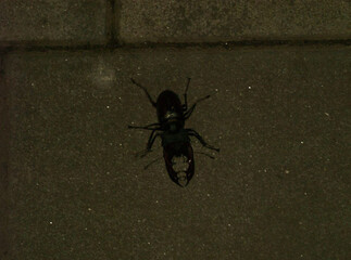 A Stag Beetle's Nocturnal Journey