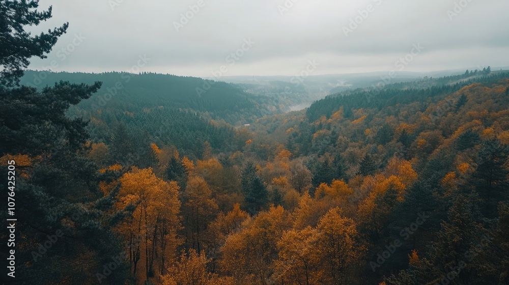 Poster A misty forest with a mix of evergreen and deciduous trees. The leaves are changing color, creating a beautiful autumn scene.