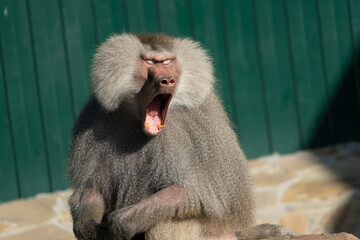 Obraz premium Baboon Yawning Zoo Animal Exhibit
