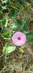 Pink bindweed flower in the garden