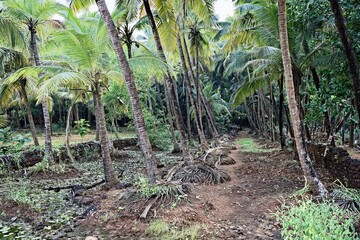 Lush Greenery - The Jungle of Gokarna