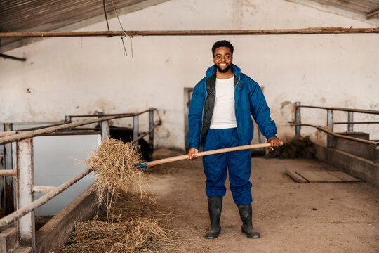 Multicultural farm worker with pitchfork feeding animals in stall.