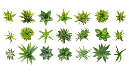Set of small  aloe vera plants isolated on transparent background