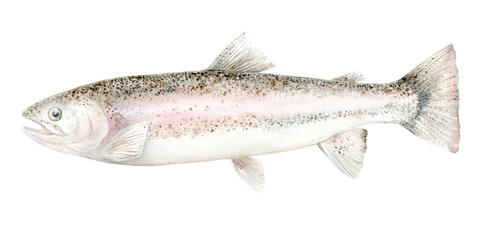 Fish Rainbow trout. A fish of the salmonid family. Watercolor Clip Art The illustration is hand drawn. Suitable for encyclopedias, card designs, textiles and scrapbooking.