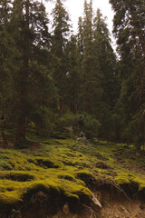 forest in the morning