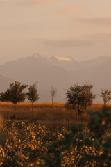 trees in grove against mountains in evening sunset