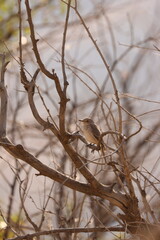 a bird sits on a tree branch