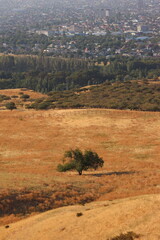 tree in a grove near the city