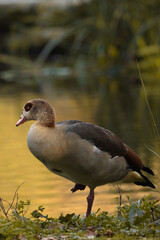 duck in the water