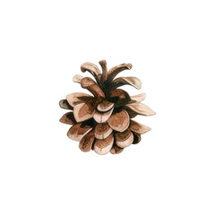 Watercolor pine cone isolated on white background
