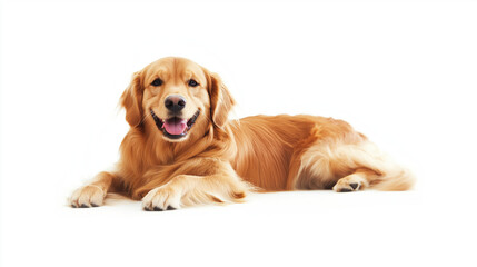 Happy golden retriever dog lying down, isolated on white background. 