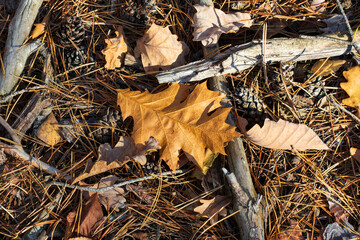 Composition of autumn forest litter