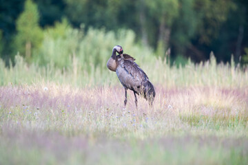 Crane cleaning feathers on a summer day