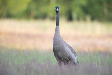 A crane in tall grass looking into the camera