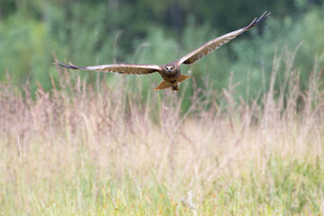 A colorful bird of prey flying over tall grasses