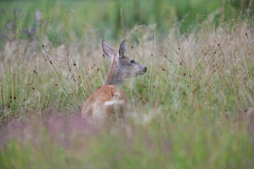 Roe-deer among tall grass in a summer meadow