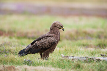 Lesser spotted eagle in a meadow on a summer day