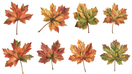Set of orange brown green autumn maple leaves isolated on transparent background