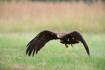 A large bird of prey flying low over a meadow
