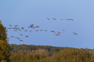 A cluster of cranes over the forest