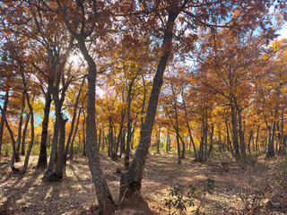 autumn colors oak trees region