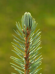 Spruce branch with needle detail
