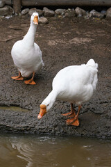 Obraz premium Two white geese by the water's edge, one drinking and the other observing its surroundings.