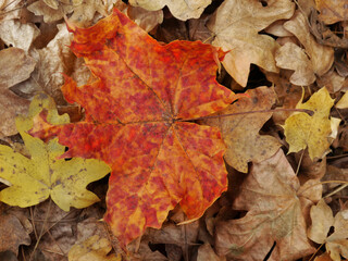 
Maple leaf in autumn colors abstract nature