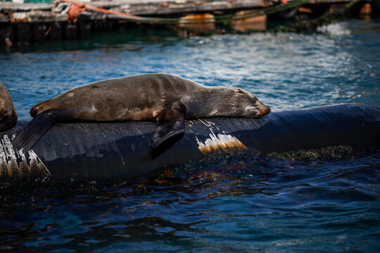 huge sea lion sleeping next to the water