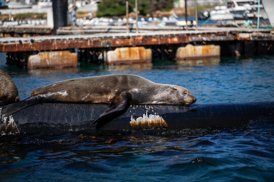adult cape fur seal suntanning at the beach