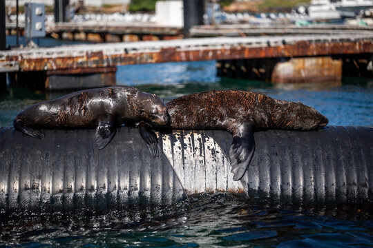 cute baby seals sleeping in the sun 