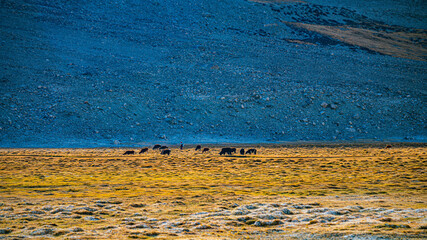 Along the Himalayan road to Pangon Lake, one can often see golden grasslands used for grazing horses, tamarinds and sheep.